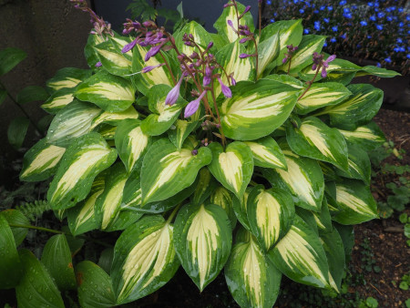 Hosta ´Fantasy Island´